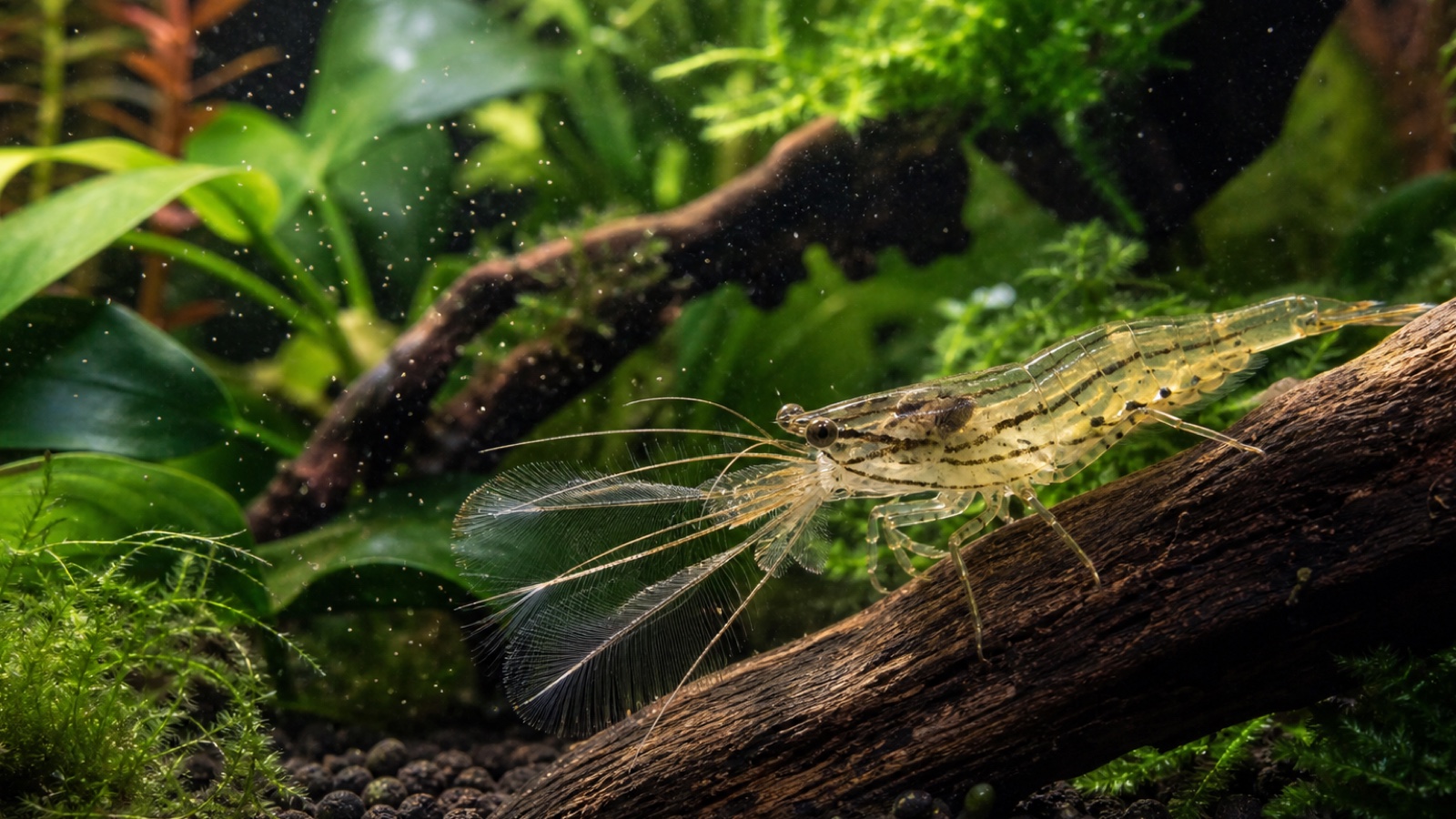 Bamboo Shrimp halten