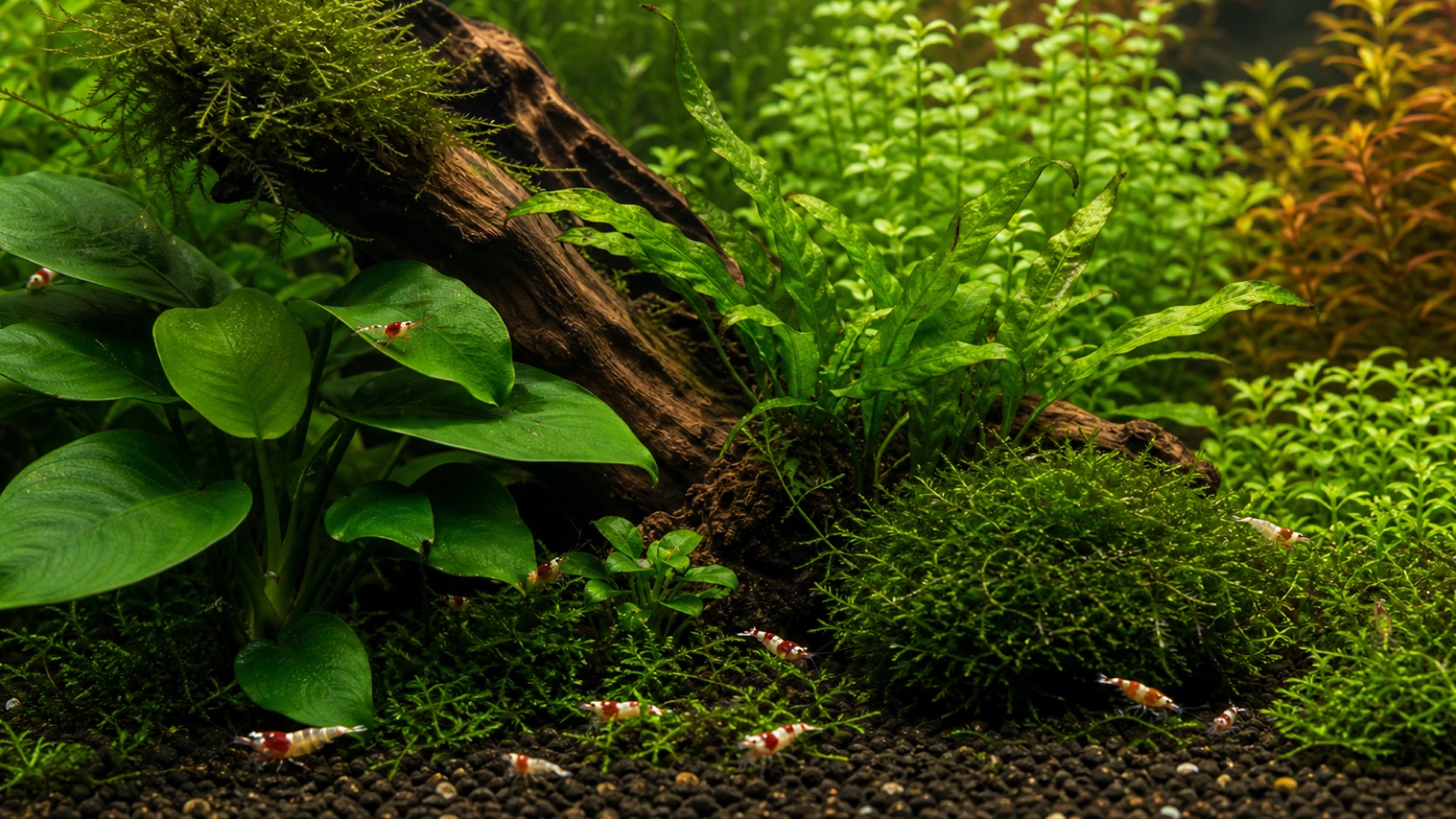 Best plants for a shrimp tank