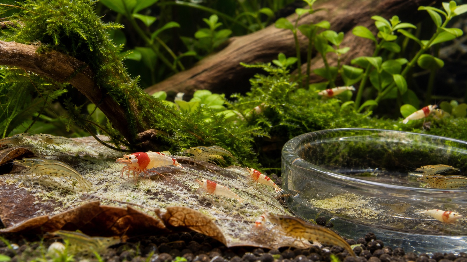 Biofilm como comida