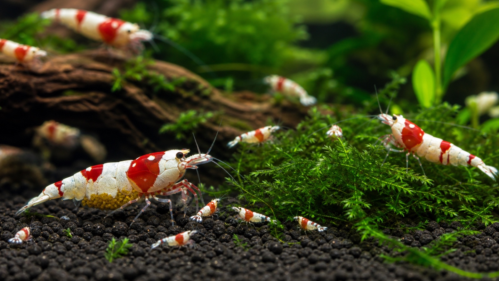 Breeding Crystal Red shrimp