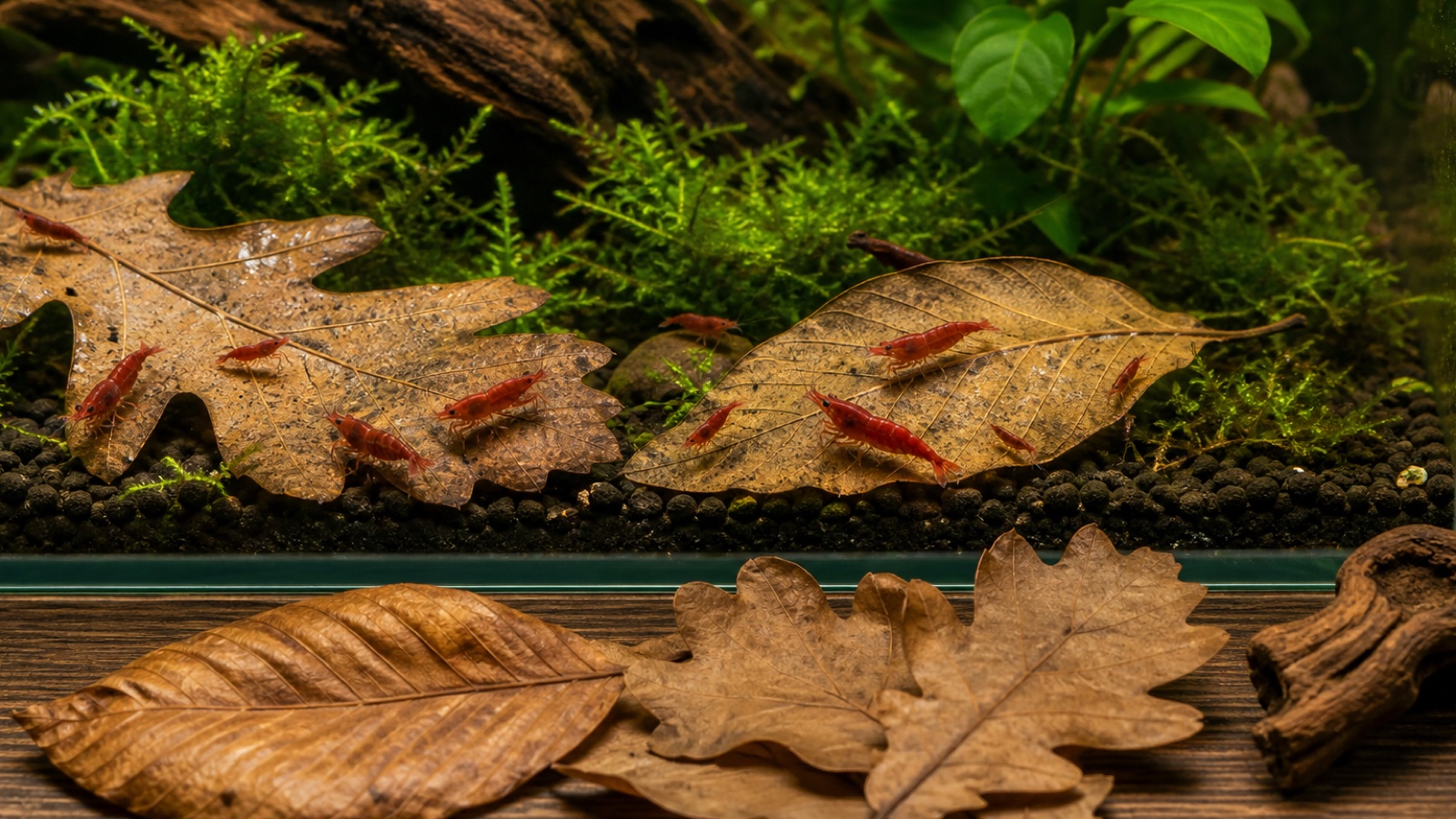 Hojas de roble y haya para gambas