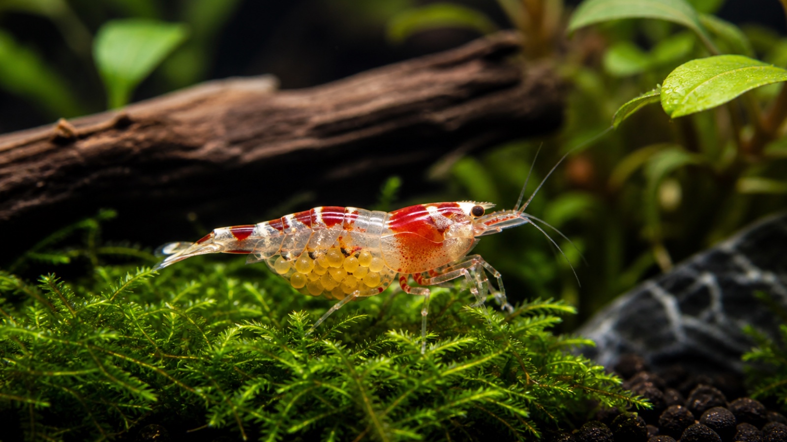 Why shrimp drop eggs