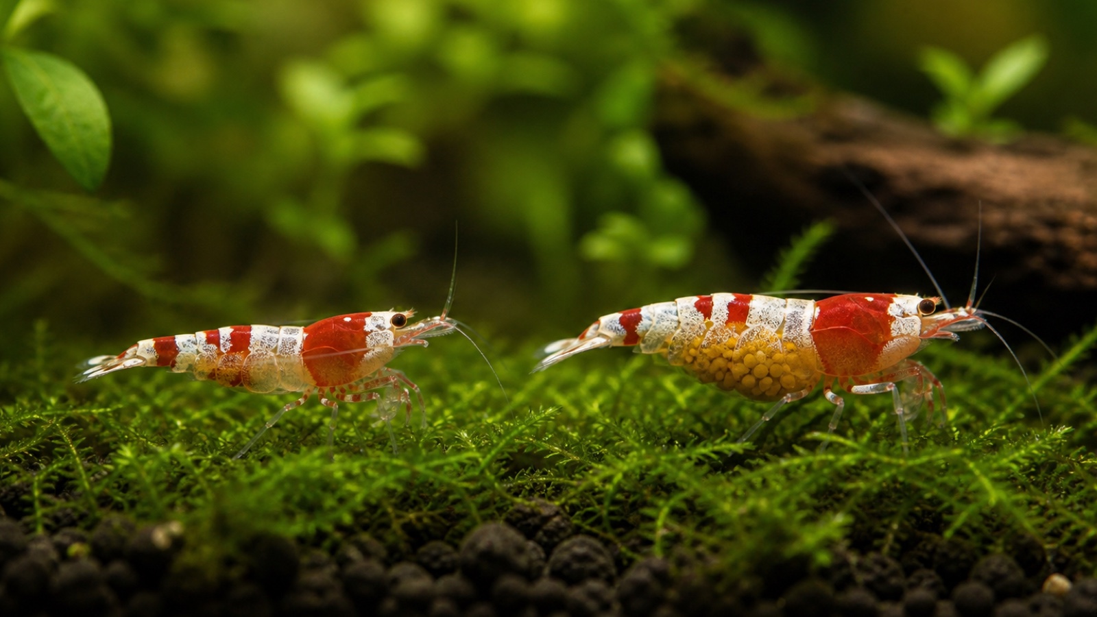 Male and female shrimp identification