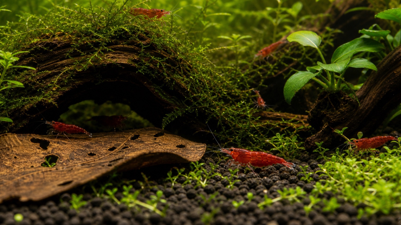 New shrimp are hiding