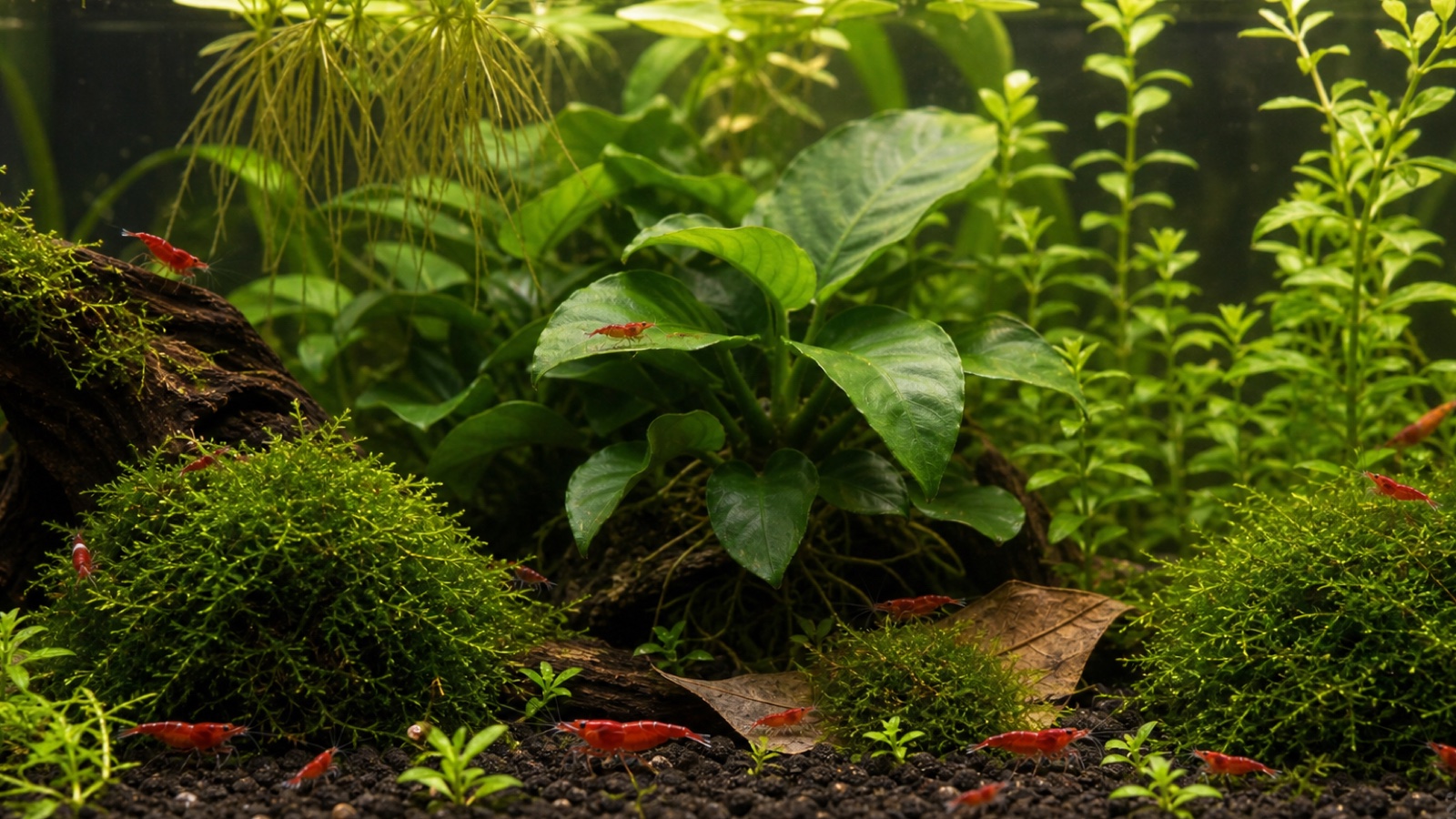 Planten voor Neocaridina
