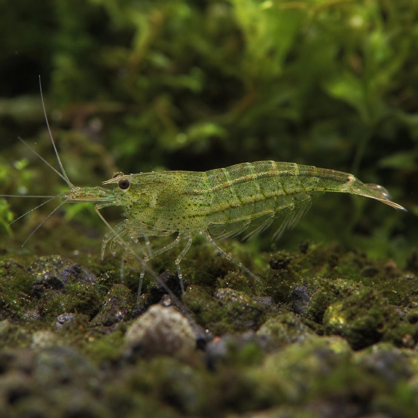 Gamba Babaulti