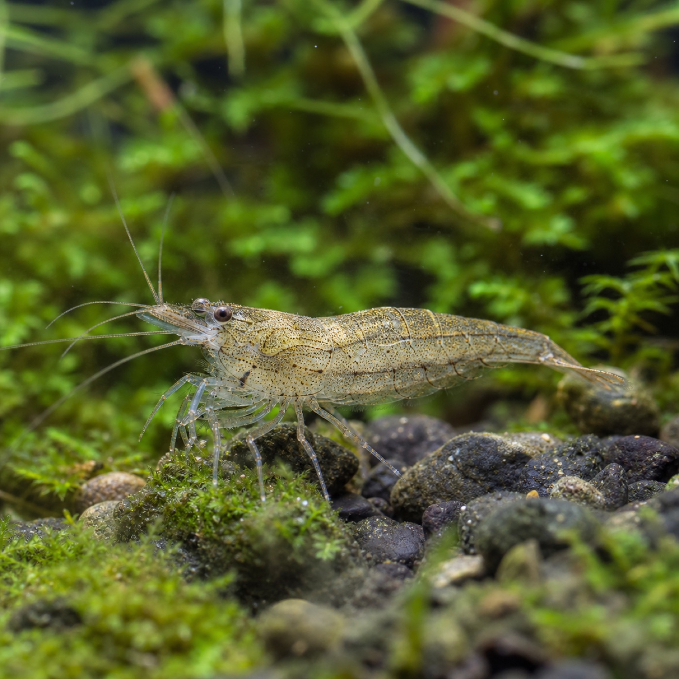 Gamba Malawa
