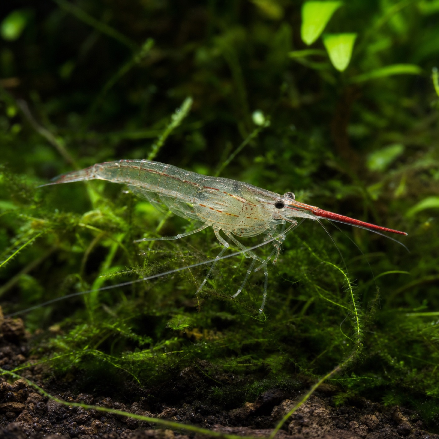 Gamba Pinocho